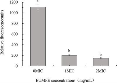 Antibacterial Mode of Eucommia ulmoides Male Flower Extract Against Staphylococcus aureus and Its Application as a Natural Preservative in Cooked Beef